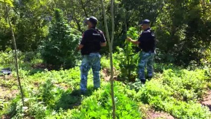 VIJON AKSIONI ANTIKANABIS NE DUKAGJIN, NJE KRYEPLAK ARRESTOHET PER MOSBASHKEPUNIM