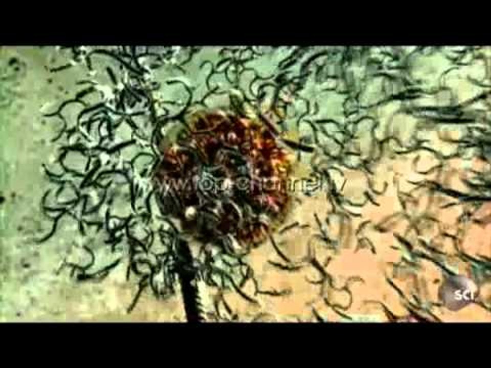 Cfarë është virusi Ebola? - Top Channel Albania - News - Lajme