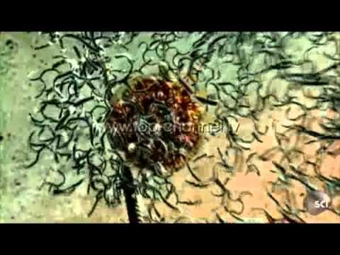 Cfarë është virusi Ebola? - Top Channel Albania - News - Lajme