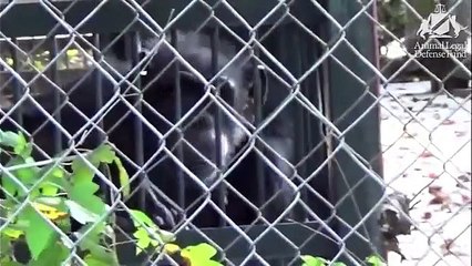 Lonely and caged  Campaign to move chimpanzee to sanctuary