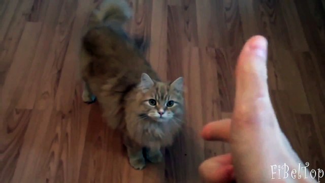 Умеют же они притворяются мертвыми. Смешные собаки и кошки