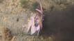 Stargazer Gobbles Live Fish in Australian Bay