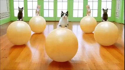 When your cat goes to the Gym