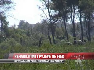 Sëmundja që rrezikon ullinjtë - News, Lajme - Vizion Plus