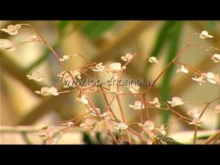 Wake Up, 11/09/2014 - Lulet - Top Channel Albania