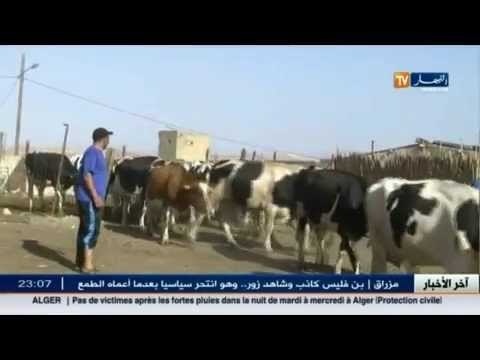 سيدي بلعباس.. شاب بن عتو.. من شخص طالب للعمل الى صاحب استثمار