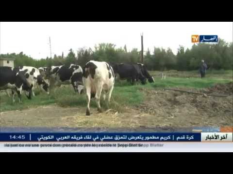 إنتاج الحليب بين غلاء الأعلاف وبين تأخردعم الدولة ـ جيجل 2015 ـ