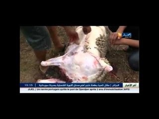 الطريقة الشرعية لذبح أضحية العيد