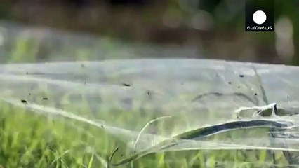 invasion d'araignées aux usa