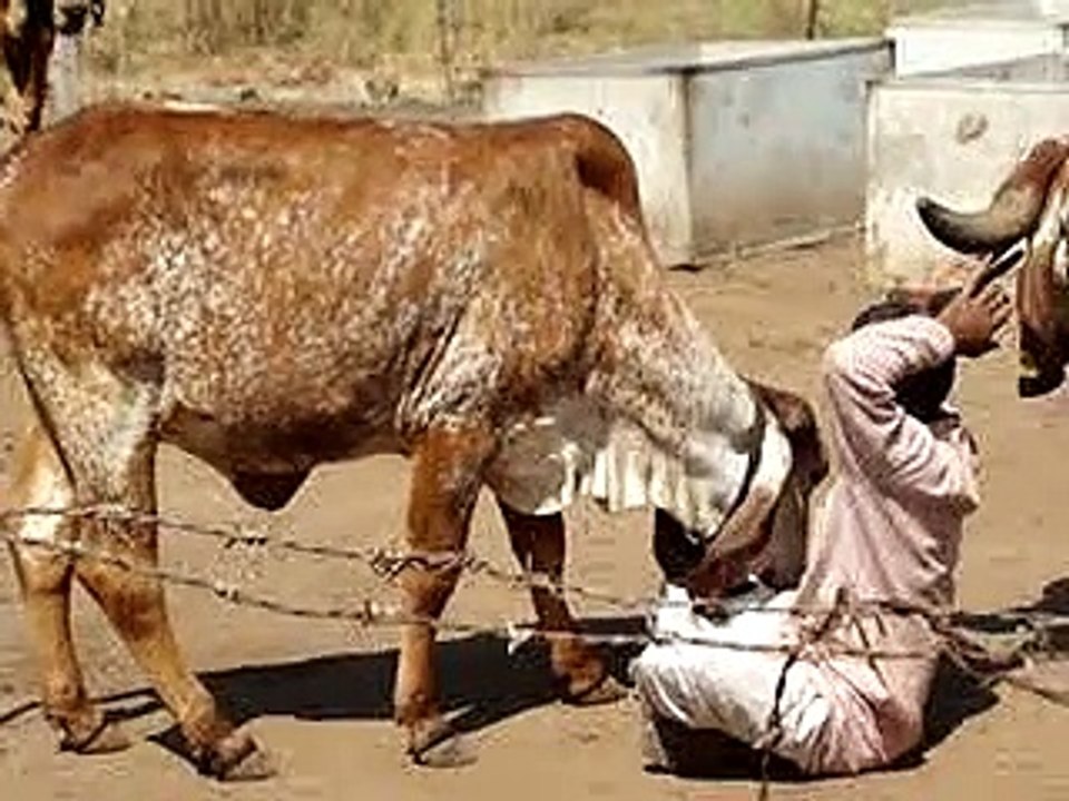 funny cow video