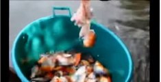 Piranha Fish Attack Human And Feeding Piranha Attacks Video Compilation When Animals Attack 2015