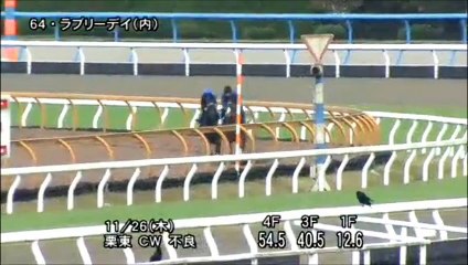 第35回 ジャパンカップ（GI）ラブリーデイ調教動画 part2