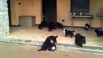 Tries to run but can not escape