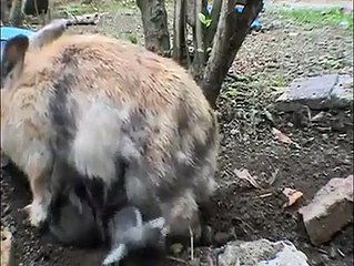 Thỏ Mẹ Đào hang giấu thỏ con - Hải sản sạch Sakymart