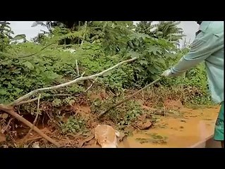 Không hiểu nguyên nhân Cá chết Hàng loạt - sakymart.com