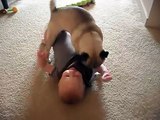 The Best Belly Laughs EVER! This Pug Knows The Right Baby Buttons To Press For Sure!