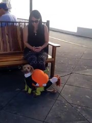 Un chien déguisé pour Halloween porte une citrouille