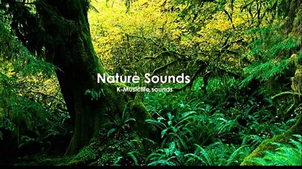 Nature Sound 4 - THE MOST RELAXING SOUNDS -