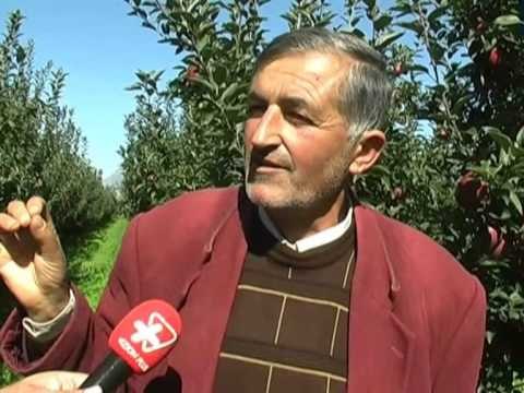 KORÇE,FERMERET E VRANISHTIT DALIN NE RRUGE PER TE KERKUAR TREG PER SHITJEN E MOLLEVE LAJM