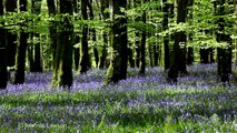 3D TREES & FLOWERS-Relax Nature Sounds w/o Music-Tranquil Forest Sounds-Calming Bird Song