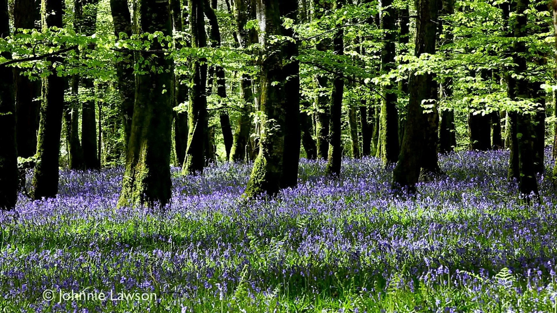 ⁣3D TREES & FLOWERS-Relax Nature Sounds w/o Music-Tranquil Forest Sounds-Calming Bird Song