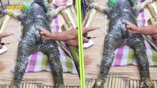 CROCODILE-BUFFALO HYBRID Born in Thailand - Weird Asia - Video Dailymotion