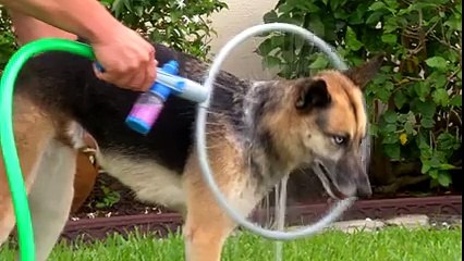 Dog Lovers Must See This