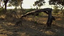 Leopard kills a baboon, discovers her baby and then protects it!