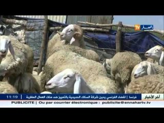 أم البواقي: تدابير وقائية لعيد الأضحى بدون كيس مائي