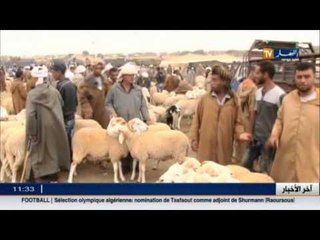 تيارت: المضاربون و البزنازية يحتكرون سوق بيع الأعلاف و يتسببون في رفع سعر الأضحية