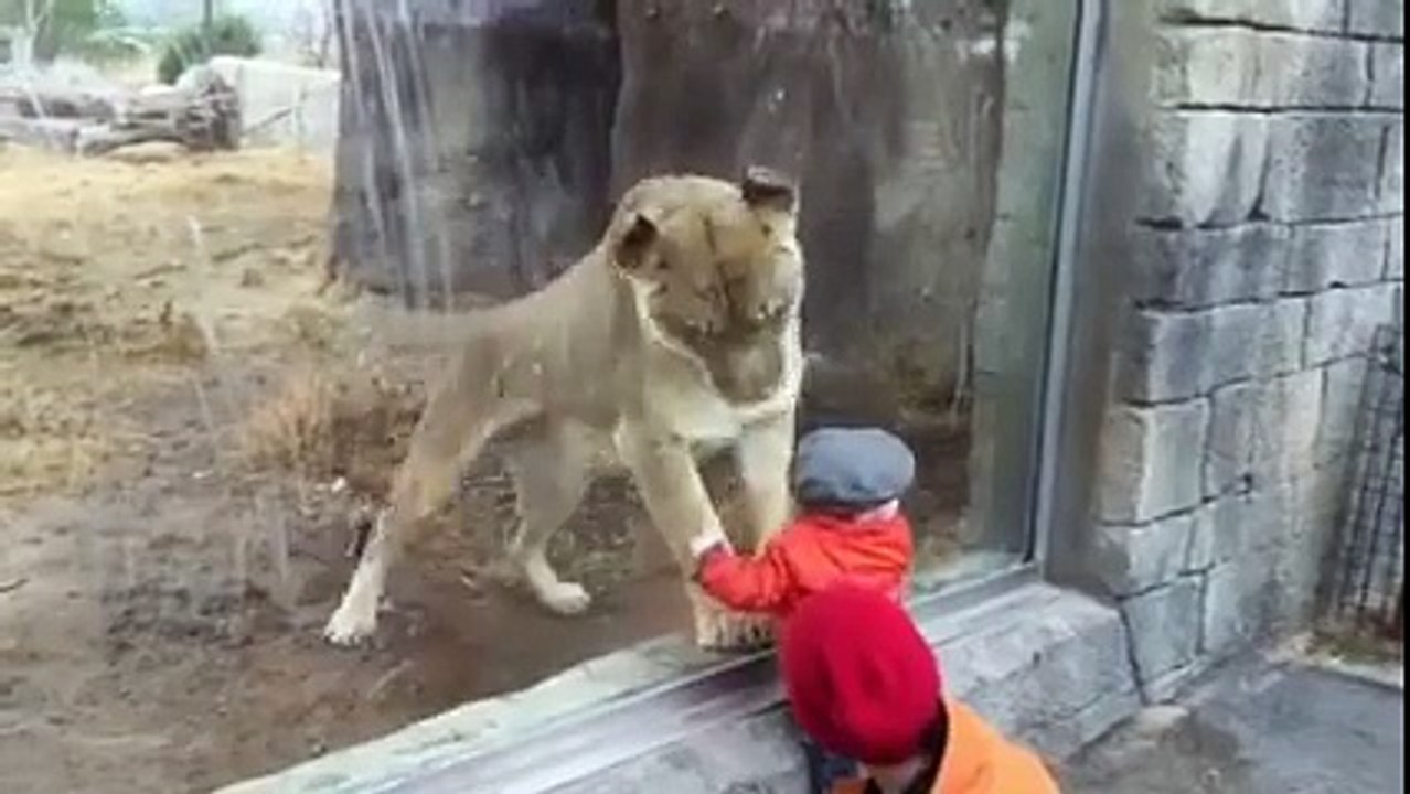 lion play with child  ""very Interesting"" شیر شیشے کے پینجرے میں "بچے "کے ساتھ