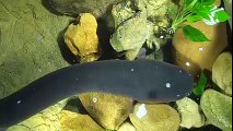 TBT Electric Eels Kill by Remote Control