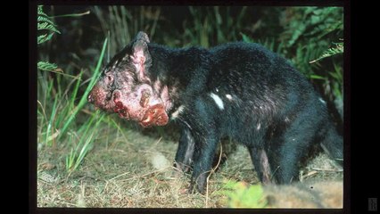 Devil facial tumour disease & Tasmanian devil videos