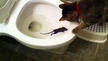 Video hai huoc: Mèo Cứu Chuột Khỏi Chết Đuối