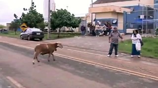 Angry billy goat hilariously terrorizes town