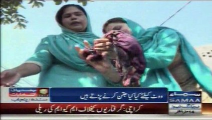 Samaa News Wot Lana Ka Liya Kya Jatan Karna Perta Ha Sialkot Ki Umeed War