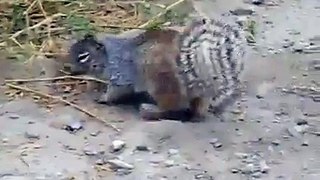 ‪#‎video‬ ‪#‎squirrel‬ devouring ‪#‎snake‬ watch with us
