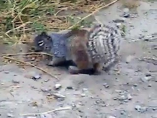 ‪#‎video‬ ‪#‎squirrel‬ devouring ‪#‎snake‬ watch with us