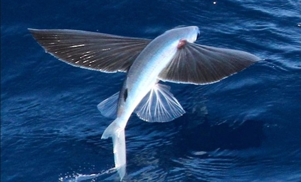 Des poissons volants chassés par des prédateurs marins dans l'eau et des oiseaux en surface !