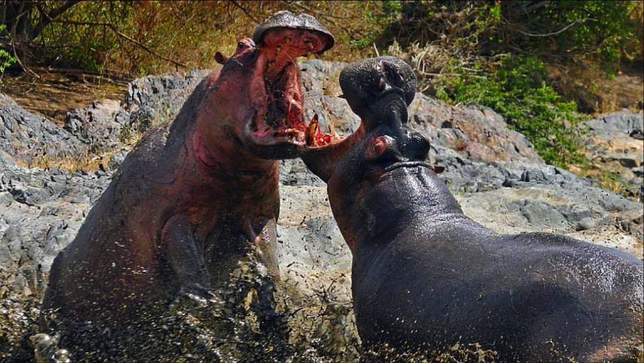COMBAT entre HIPPOPOTAMES
