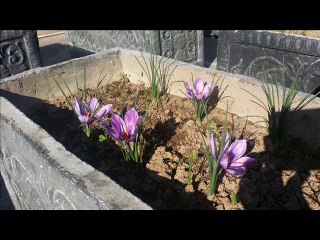 ZAFFRON KI KASHT INTRODUCTION DR.ASHRAF SAHIBZADA