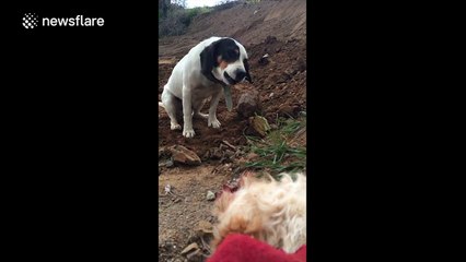 Dog devastated after partner gets hit by car