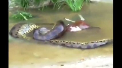 Huge anaconda snake