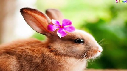 Chú thỏ con - Nhạc thiếu nhi vui nhộn hay nhất