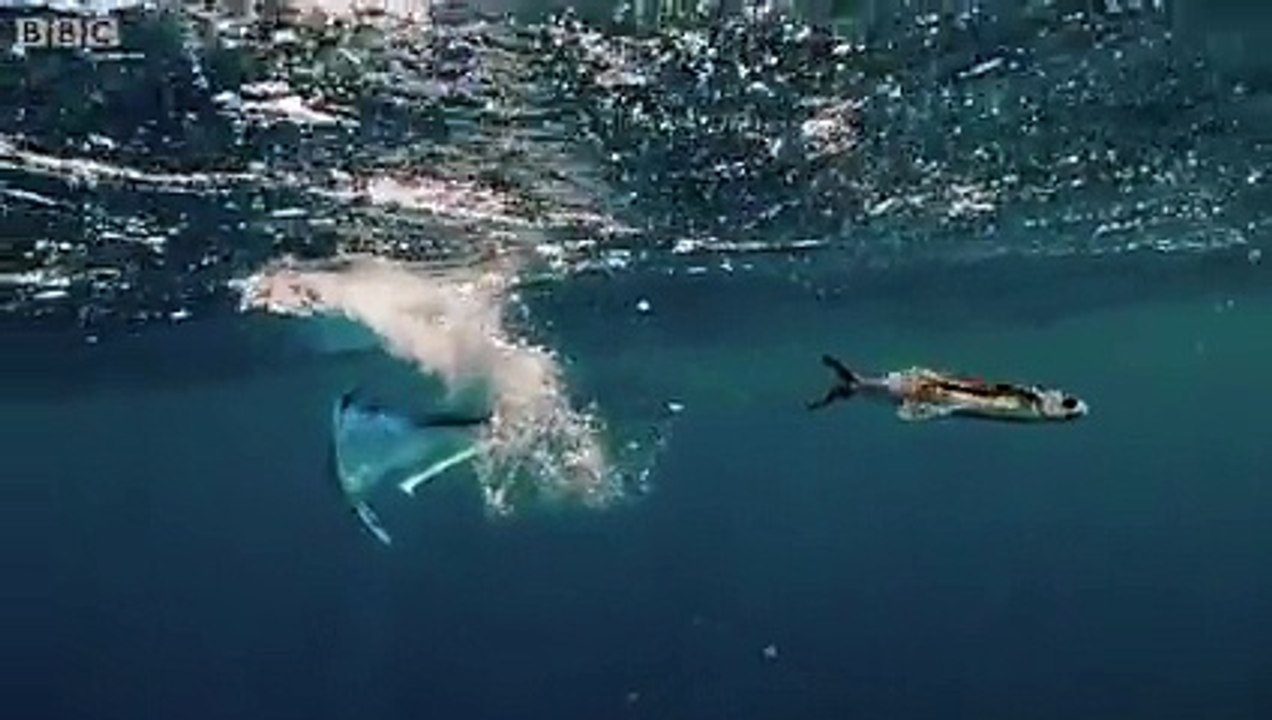 I definitely see a great video of flying fish