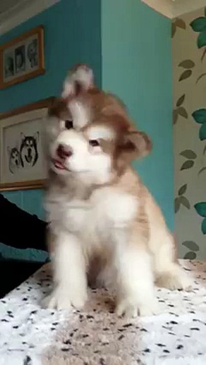 Cute and adorable Pet Animal !
