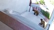 Un petit chien courageux se défend contre des ours...