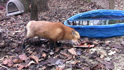 Il partage son repas de Thanksgiving avec un renard!