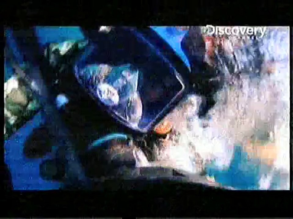 shark attack discovery channel