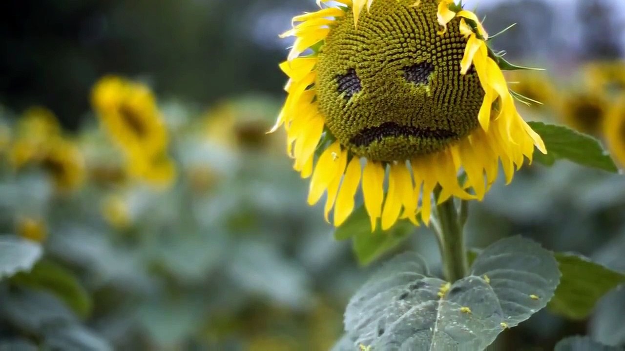 New-English-Songs-2015-You-Wont-See-Me-Anymore-Really-